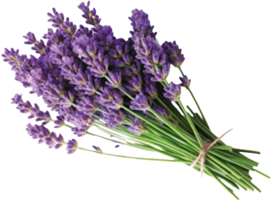 Levandule lékařská