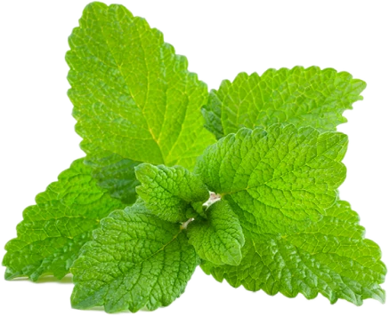 Meduňka lékařská