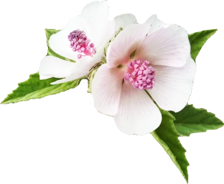 Proskurník lékařský